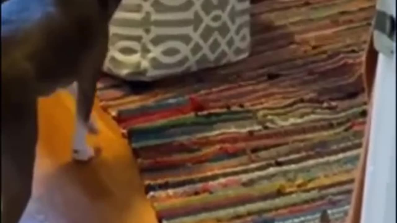 Funny Funny Animals