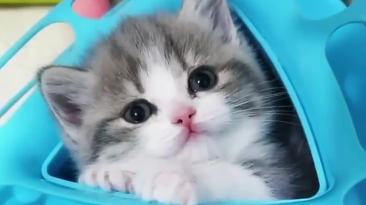 Superrrr Cute Kitty Yawning in Blue Bed!