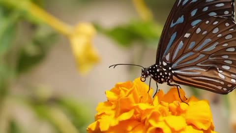 butterfly and flower