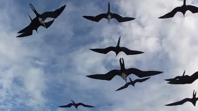 Magnificent Frigatebird, Fregata magnificens