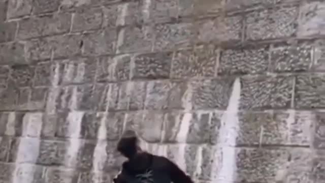 Skilled Belgian Malinois can jump incredible lengths