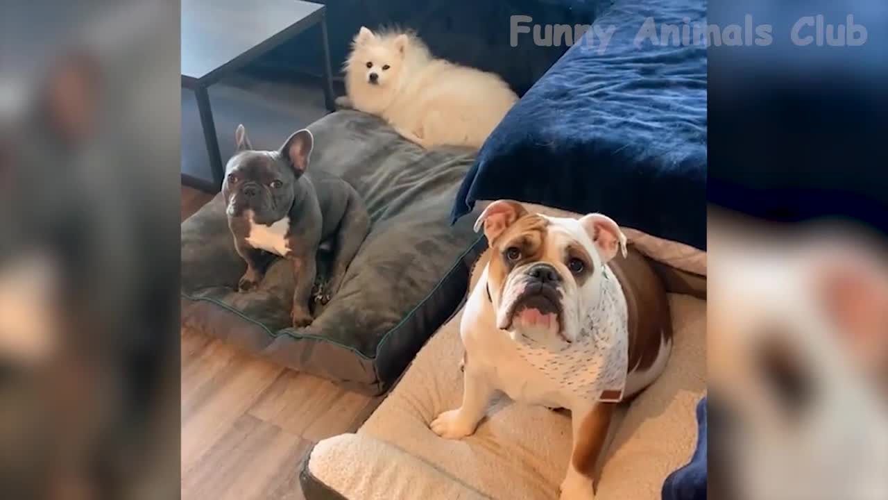 Funny Animal Videos 2022 π - Best Dogs And Cats Videos πΊπ