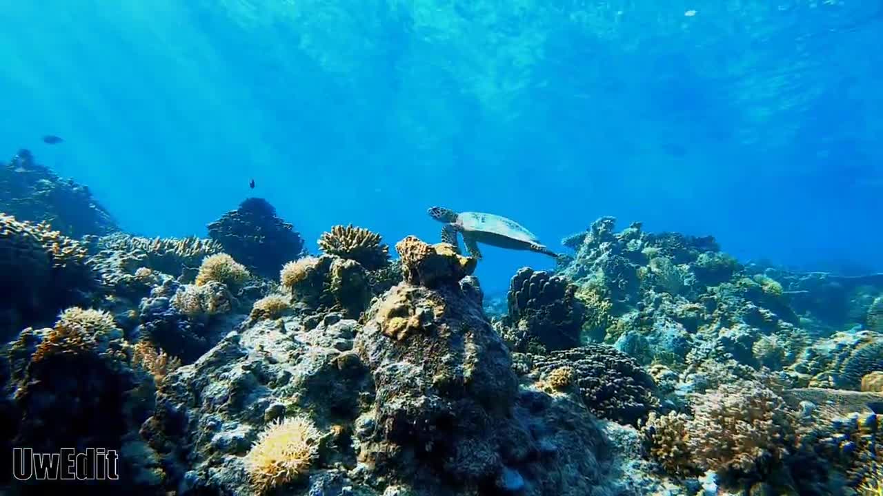 Apo reef, the Philippines