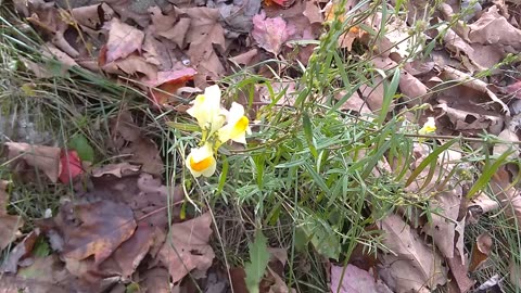 Yellow Toadflax