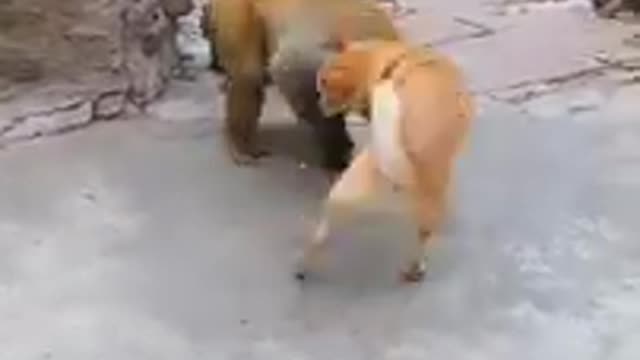 Monkey and dog Funny fight