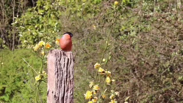 BULLFINCH_Bird