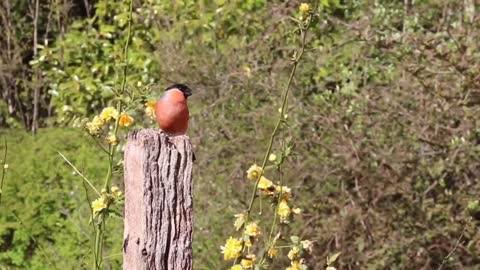 BULLFINCH_Bird
