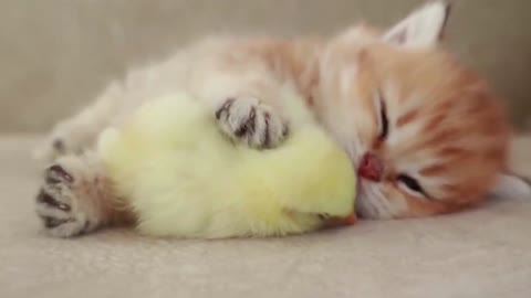 Funny cute cat with a new friend