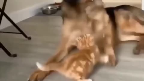 Funny animal videos