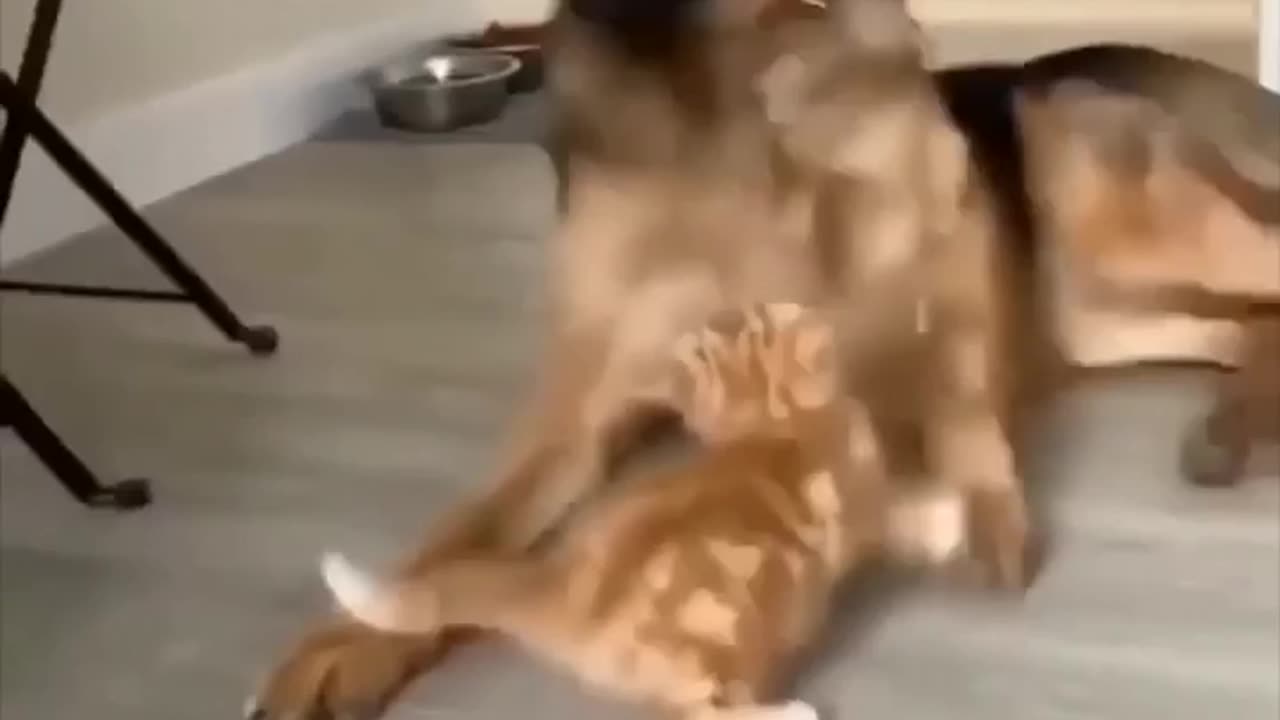 Funny animal videos