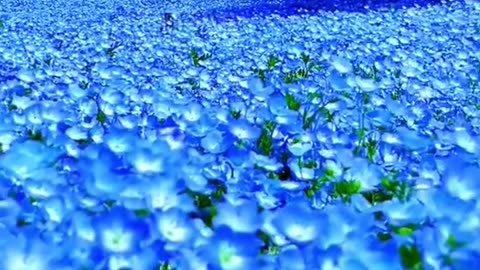 "The Beauty of Nature: Captivating Scenes from Around the World"