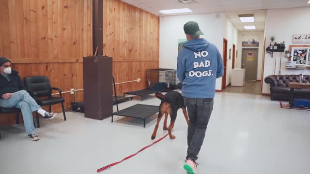 GIANT BLOODHOUND RANDOMLY ATTACKS OWNER DOG BEHAVIOR