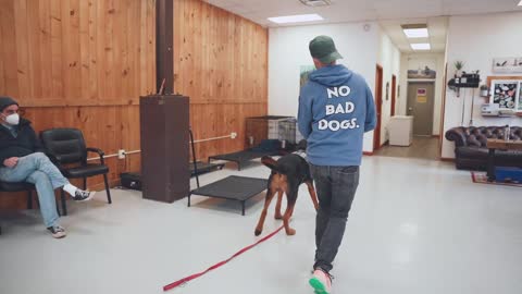 GIANT BLOODHOUND RANDOMLY ATTACKS OWNER DOG BEHAVIOR