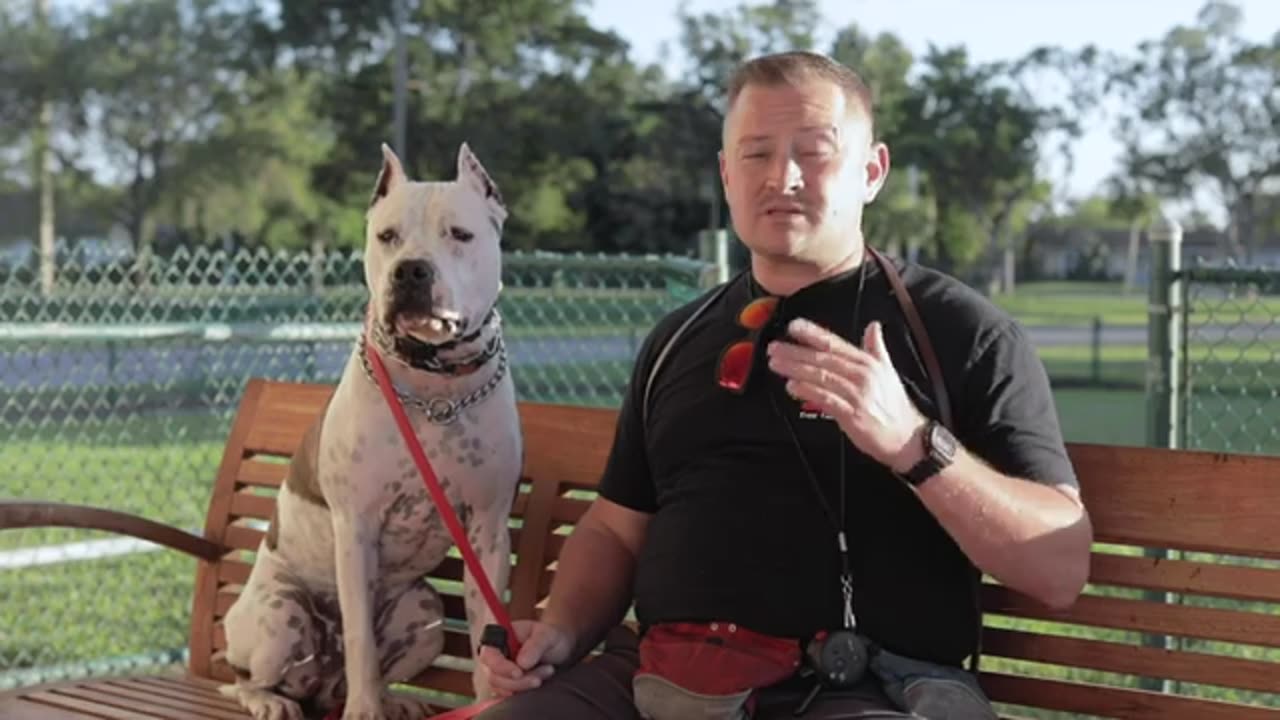 #How to train your dog#