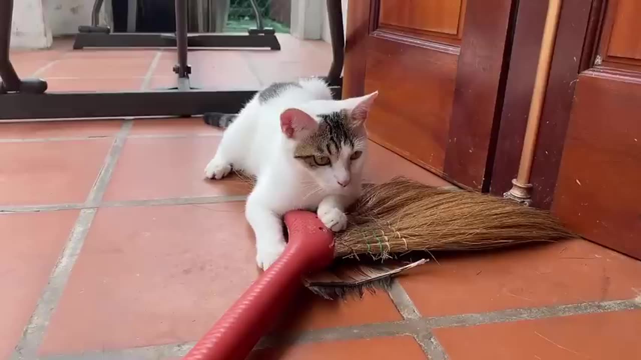 Cute cat funny moment