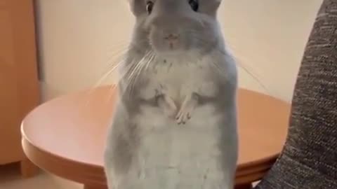 Cute Mouse video