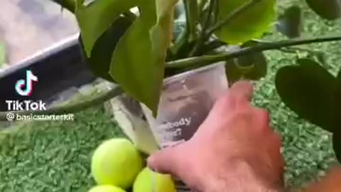 WHEN A PLANT RECEIVES CAFFEINE: