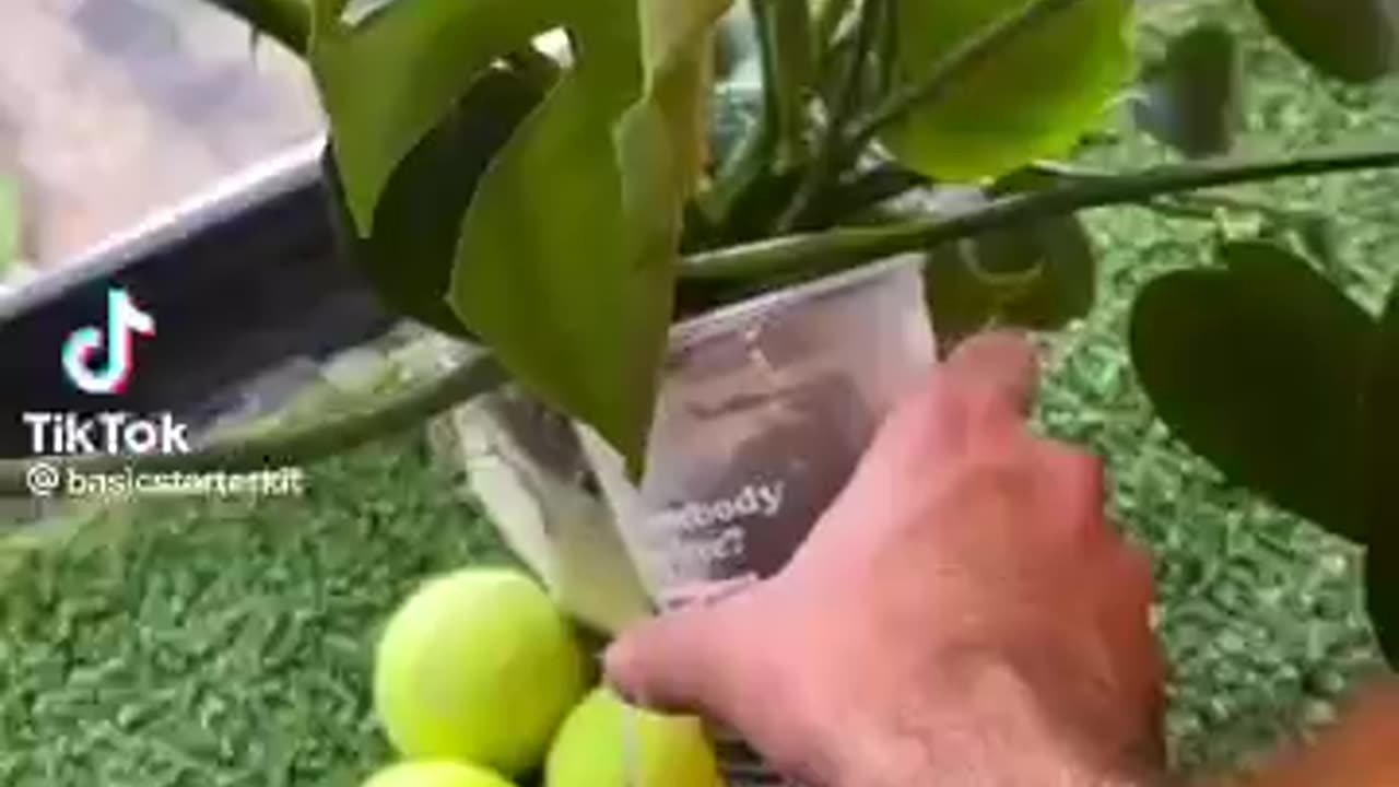 WHEN A PLANT RECEIVES CAFFEINE: