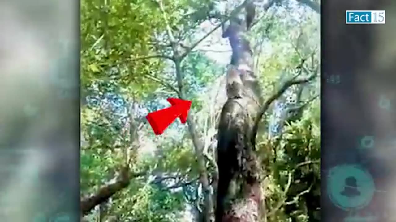 Funny Animals Video