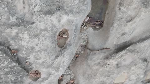 Dinosaur 🦖🦕🦖🦕 tracks Greenbelt Austin Texas