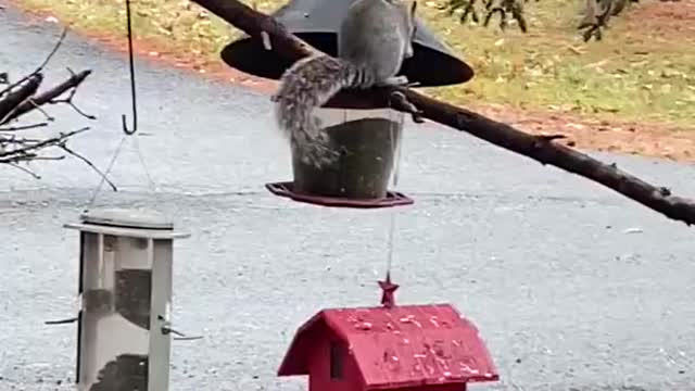 Squirrel Steals Food From Bird Feeder