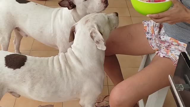 Cães comendo frutas no café da manhã