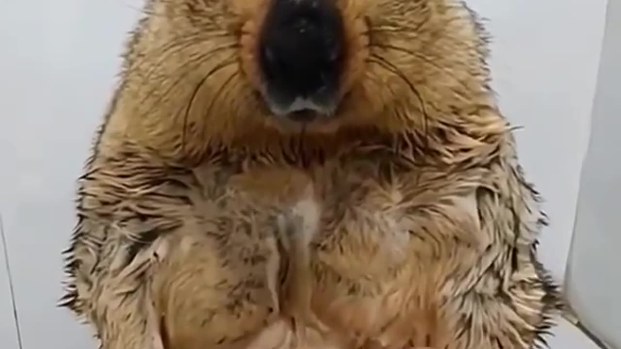 Prairie Dog As A Pet