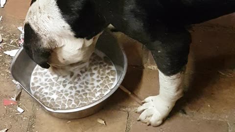 Pitbull loving his milk with pellets.