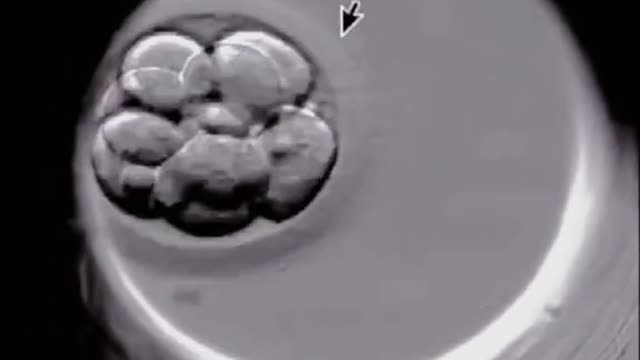 IVF: Only good potential embryos can reach the developmental stage.