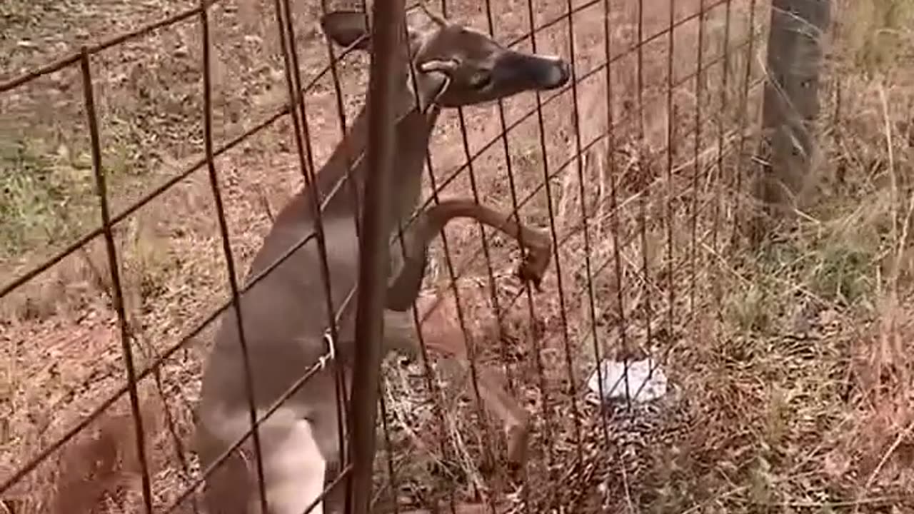 Deer stuck again in wire mesh