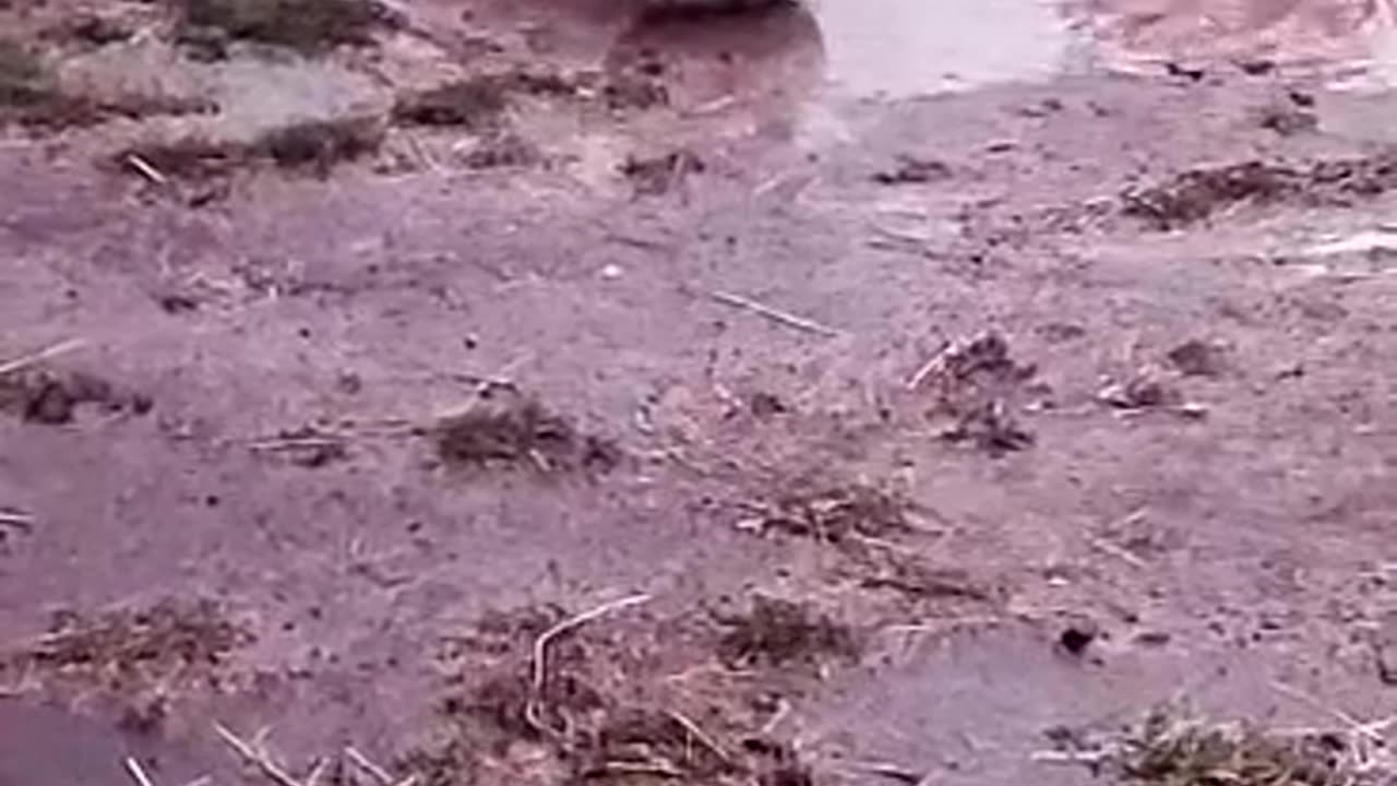 Ducks in action