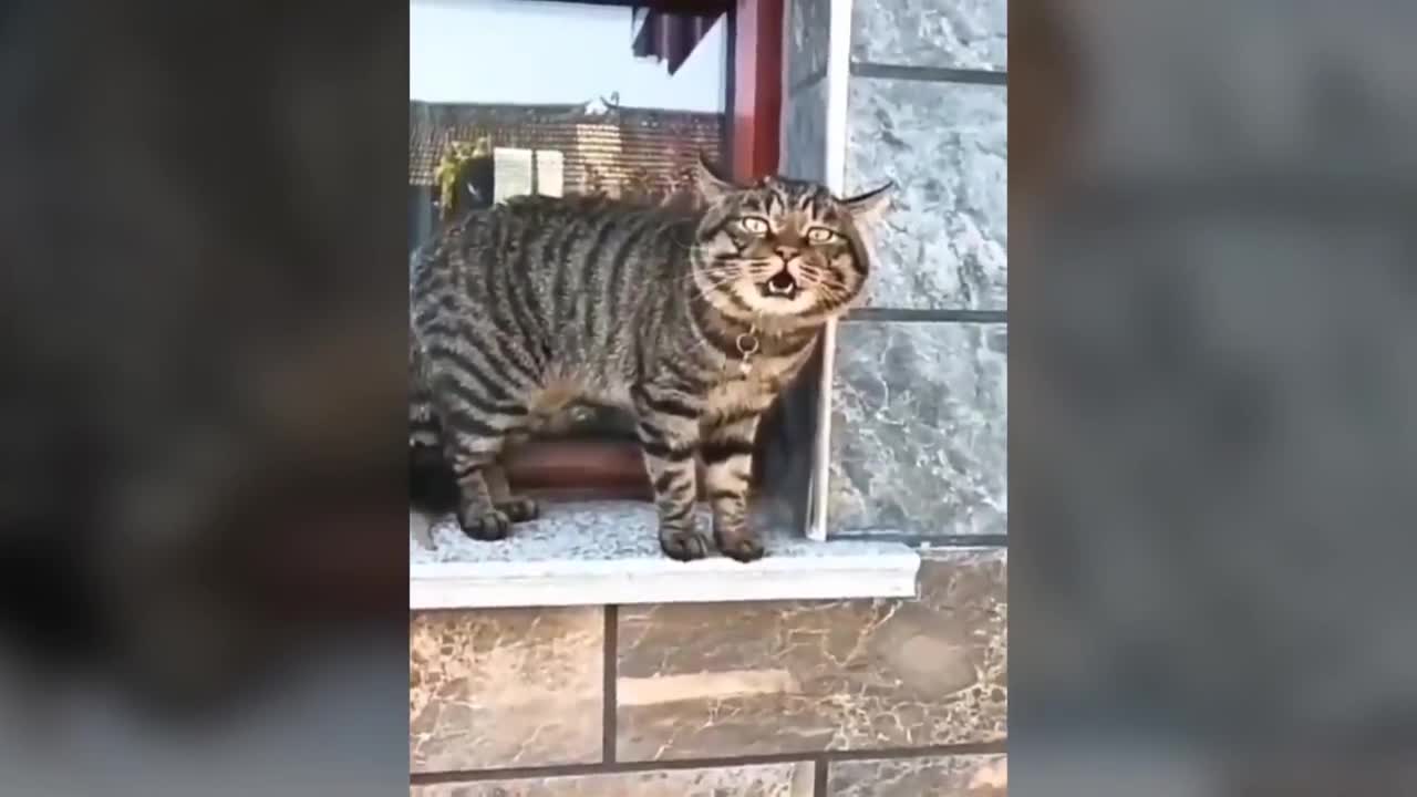 Hilarious Cat-Talking Video