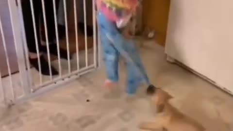 These Puppies is so Naughty #shorts #viral #shortsvideo #video