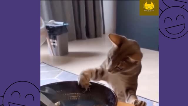 #5 Funny Cat Videos Compilation that will make your day