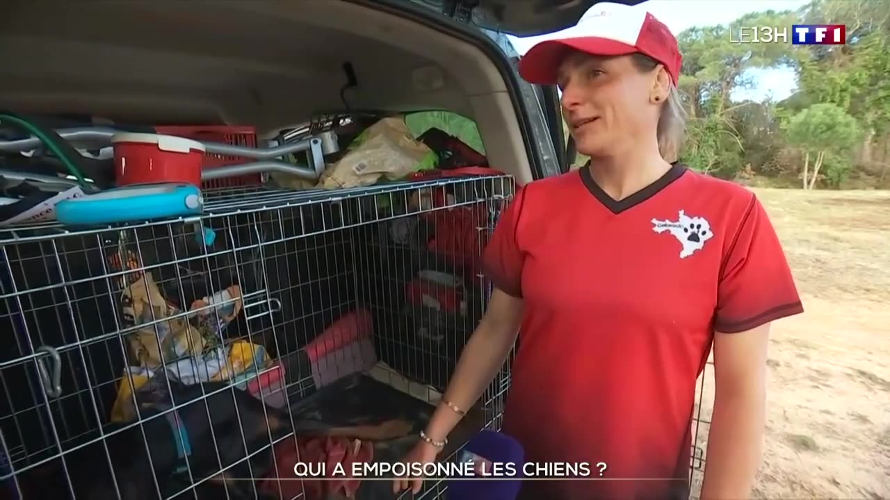 Des chiens mystérieusement empoisonné au championnat de cannicross