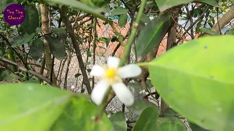 ក្រូចឆ្មារ