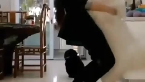 Hilarious Animal Videos That Will Brighten Your Day! 😂😂