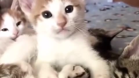 leave me alone human