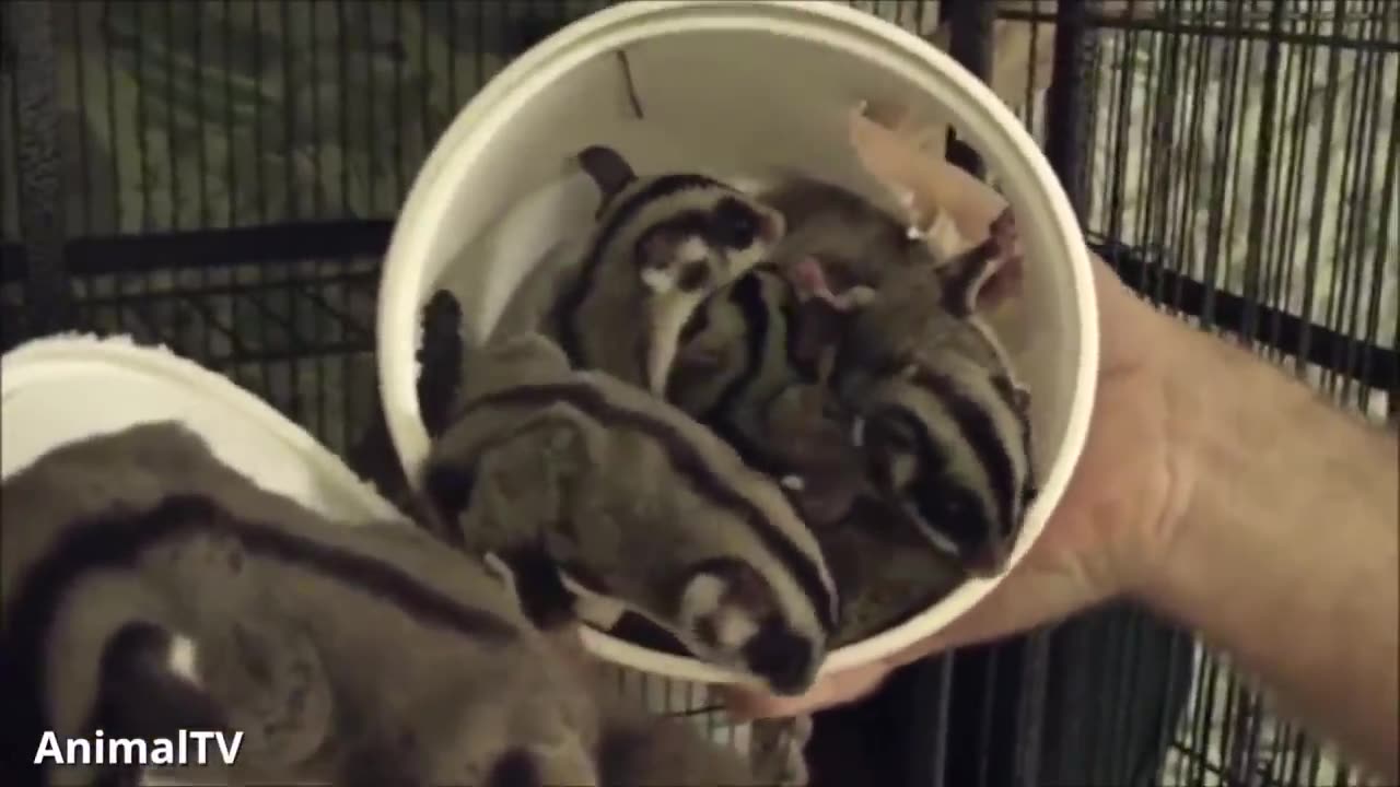 SUGAR GLIDERS Flying - Funny & Cute Compilation