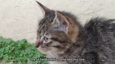 Stray Cat Scaring And Growling At Innocent Cat Family For Food