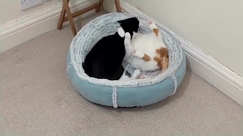 Cats Fight Over Bed Compilation