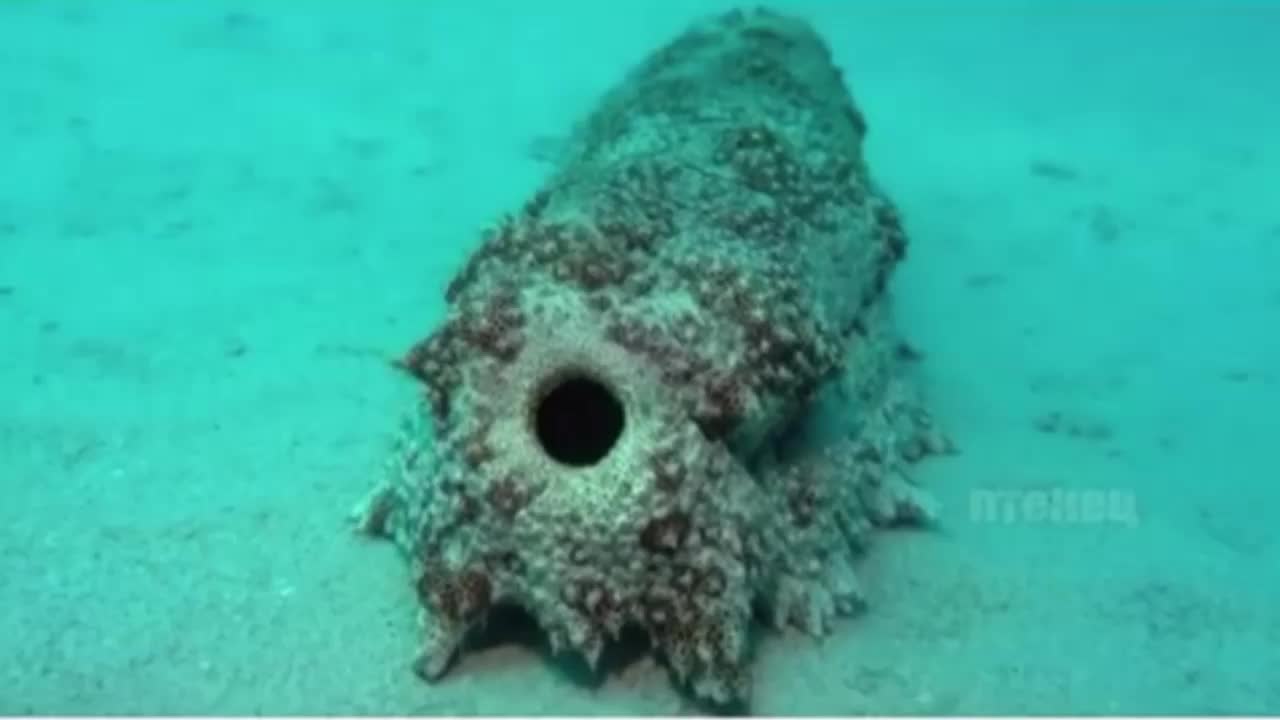 If you have dreamed all your life to see how a sea cucumber poops, then look