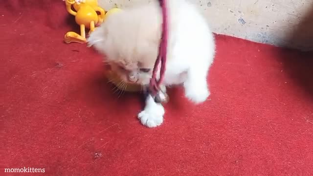 Find three cute kittens and invite them to play #2 #momokittens #cat #kittens #animals