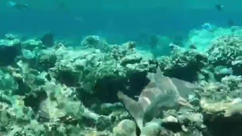 🦈🌊🐠Tiny Terror: The Adorable World of Baby Blacktip Reef Shark.🦈