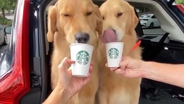 Funniest & Cutest Labrador Puppies #2 - Funny Puppy Videos 2020