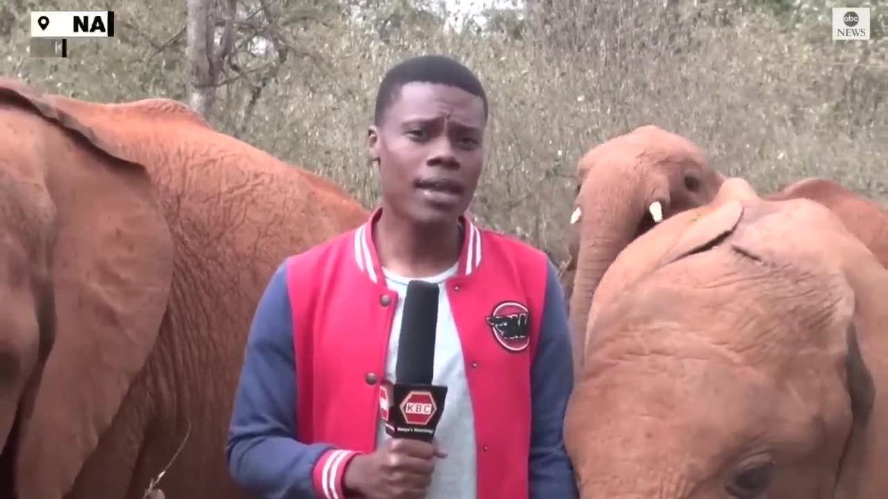 Baby elephant interrupts reporter's piece to camera