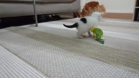 Cat vs parrot fight