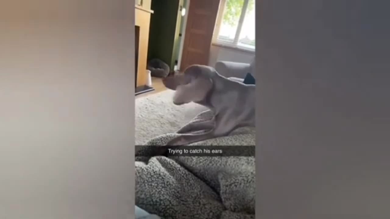 Funny cats & dogs compilation 🤣🤣😂😂