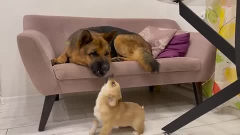 Tiny Puppy Demands Attention from German Shepherd