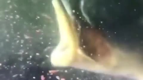 This is a beautiful and charming water-dwelling species